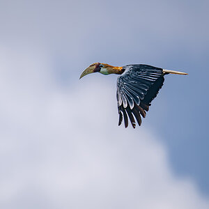 Papuahornvogel.jpg