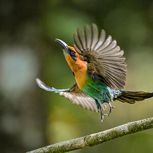 Zimtbrustmotmot.jpg
