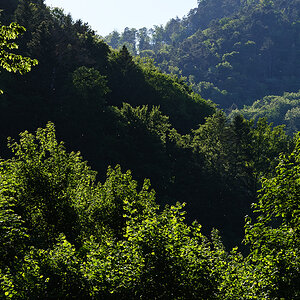 Wald.jpg