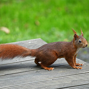 Besuch aus dem Wald 1.jpg