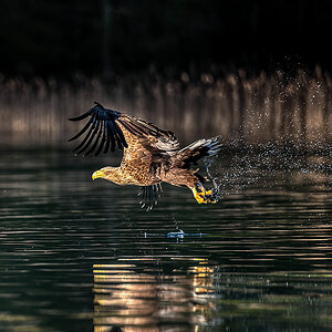 Seeadler mit Beute (kleiner Aal)