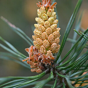 Kiefernpollen 2.jpg