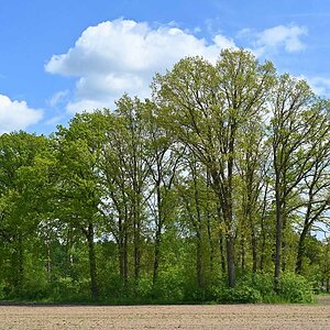 Feldgehölz im Frühling.jpg