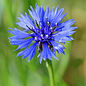 Kornblume.jpg
