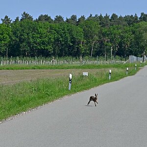 Wildwechsel 2.jpg