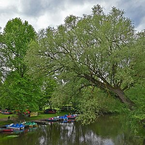 Weide über der Ilmenau 2.jpg
