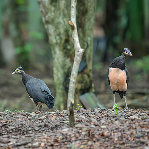 2026-04-20 009 Maleos.jpg