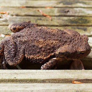 bufo bufo.jpg