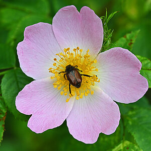 Gartenlaubkäfer u. Hundsrose.jpg