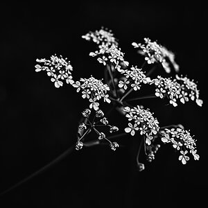 Wiesenkerbel_BW.jpg