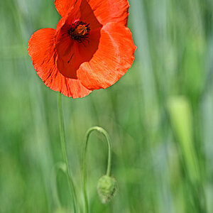 Klatschmohn 2.jpg