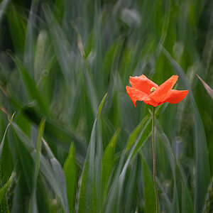 Weizenmohn.jpg