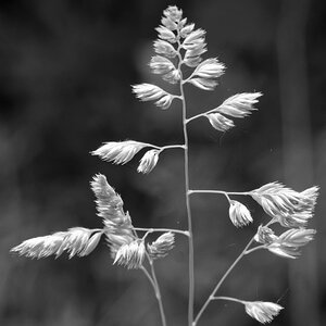 _Z509516_DxOHxl_SW_1.jpg