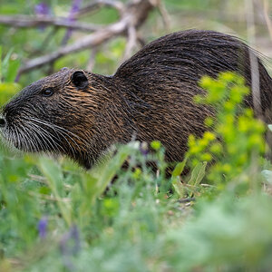 Nutria.jpg
