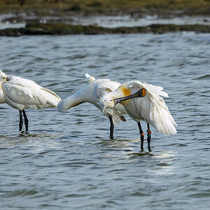 NZ9_8259_Löffler im Odins Loch_IA_5_2026.jpg