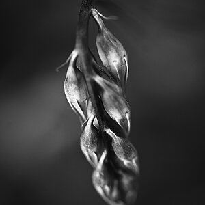 Platterbse_BW.jpg