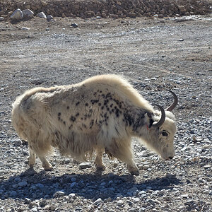 2026-04-07 48 Yak.jpg