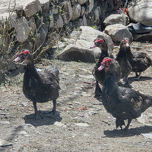 2026-04-09 04 Ducks.jpg