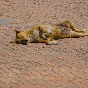 2026-04-10 03 Dog.jpg