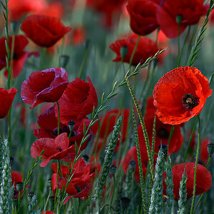 Mohn.jpg