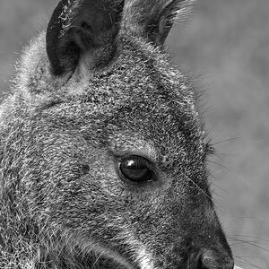 _Z509609_DxOHAxl_1_l_SW.jpg