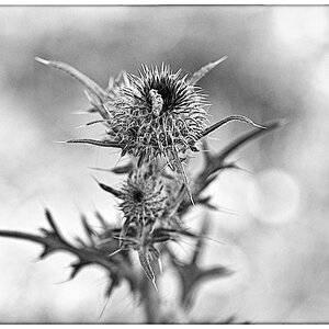 Kratzdistel_BW.jpg