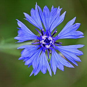Kornblume 1_1.jpg