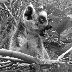 _Z509565_DxOHAAxl_SW_3.jpg