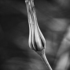 Bocksbart 5_1_BW.jpg