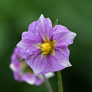 Kartoffelblüte.jpg