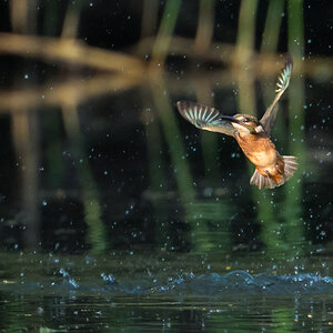 Eisvogel_Tauchen.jpg