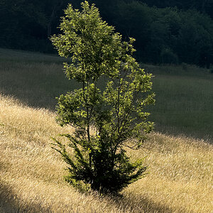 Baum.jpg