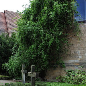DSE_6630.JPG