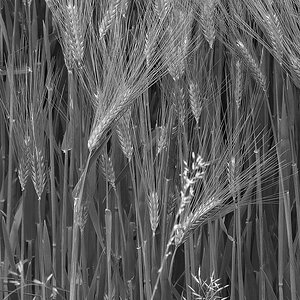 _Z509543_DxOAAxl_SW_2.jpg