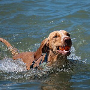 Wasserball