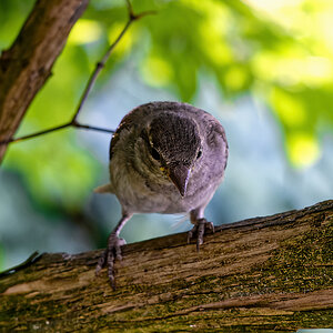 Vogel