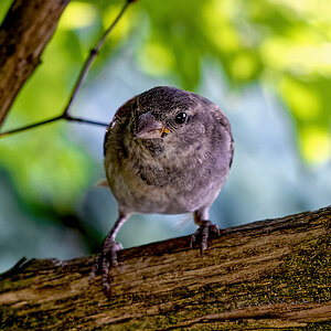 Vogel