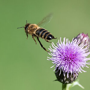 D50_9072_Abflug von der Distel_IA_9_2022.jpg