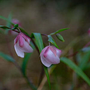 DSC_4350.jpg