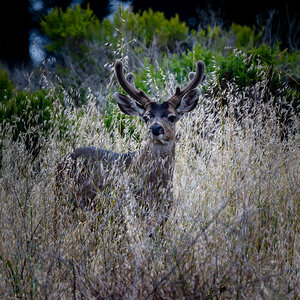 DSC_4623.jpg