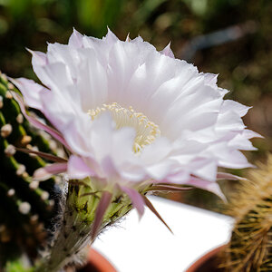 DSCF3172.jpg