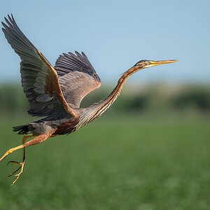 PurpurreiherAbflug.jpg