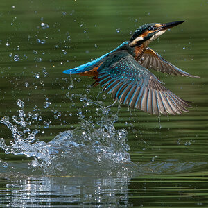 EisvogelSplashUpscaler.jpg