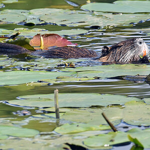 bremen_buergerpark_nutria.jpg