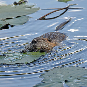 bremen_buergerpark_nutria_2.jpg
