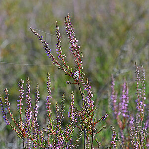Heideblüte 3.jpg