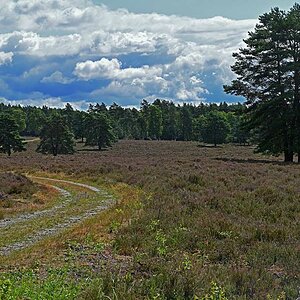 Bodenteicher Heide 3.jpg