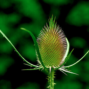 Distel.jpg