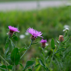 DSCF3358.jpg
