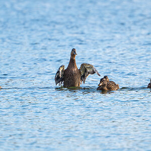 Enten.jpg